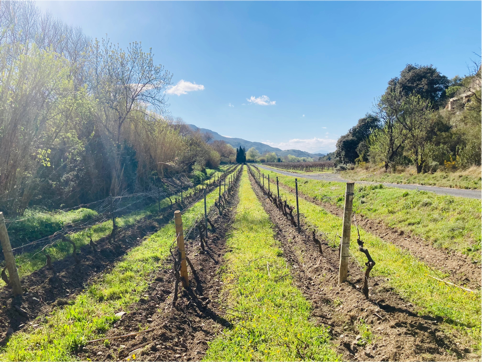 Enherbement des vignes labourées un rang sur deux