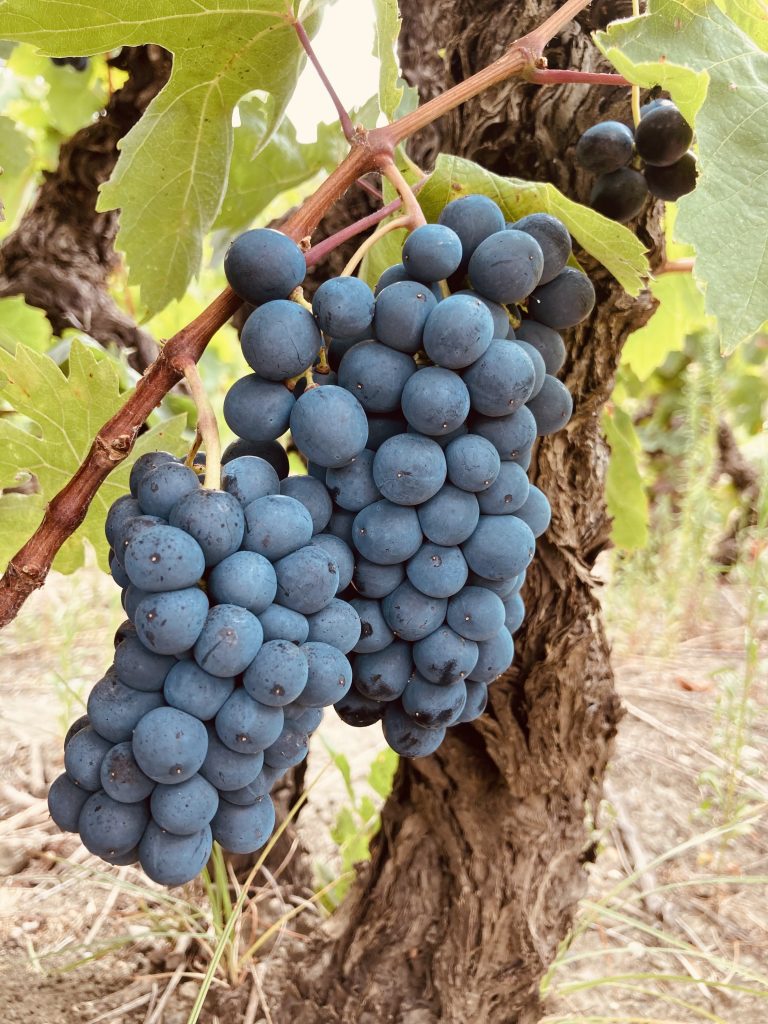 Cépage Carignan du Chateau de Jau