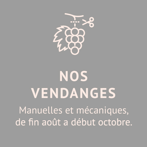 nos-vendanges-Domaine-Chateau-de-jau