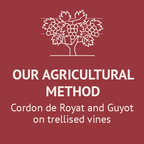 our-agricultural-method-chateau-de-jau