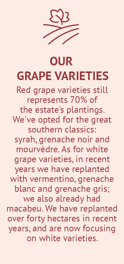 our-grape-varieties-chateau-de-jau