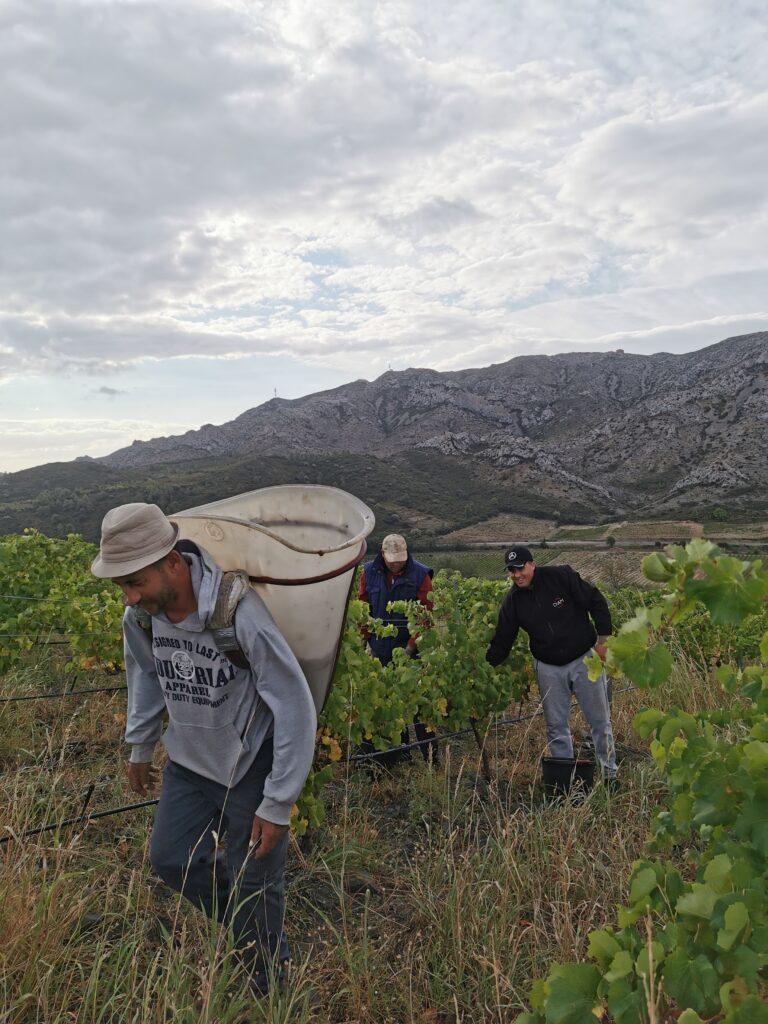 VENDANGES