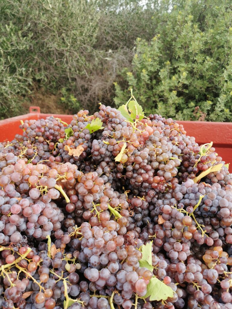 GRENACHE GRIS