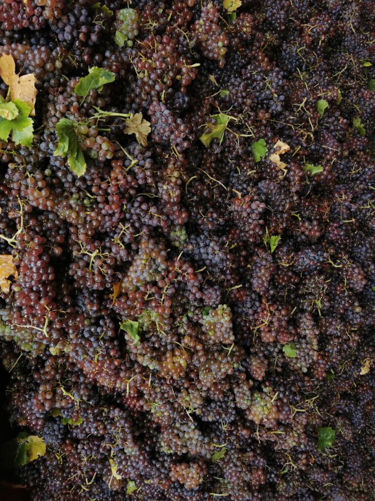 GRENACHE GRIS